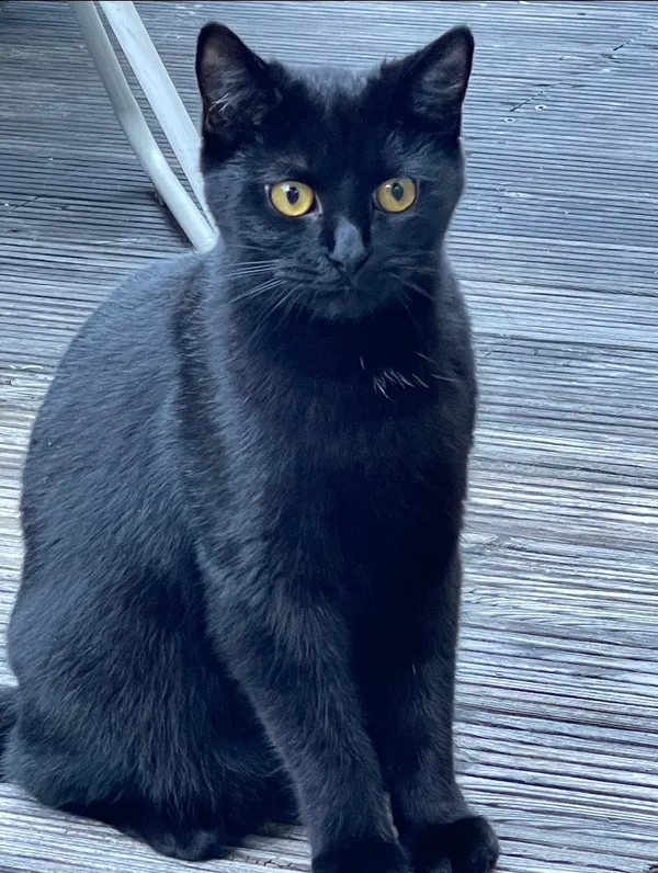 Zaginął kot, Gdynia, Witomino, 13 kwietnia 2026 (1/2)