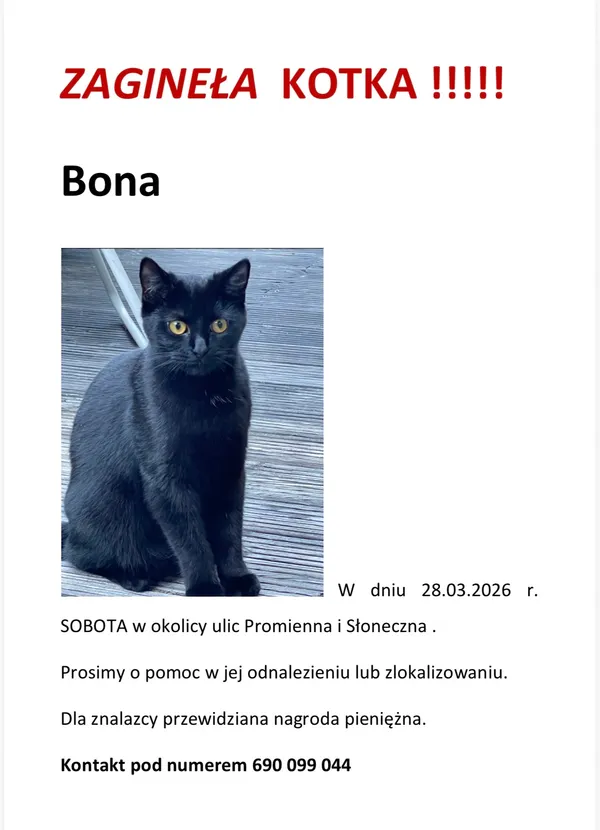 Zaginął kot, Gdynia, Witomino, 13 kwietnia 2026 (2/2)