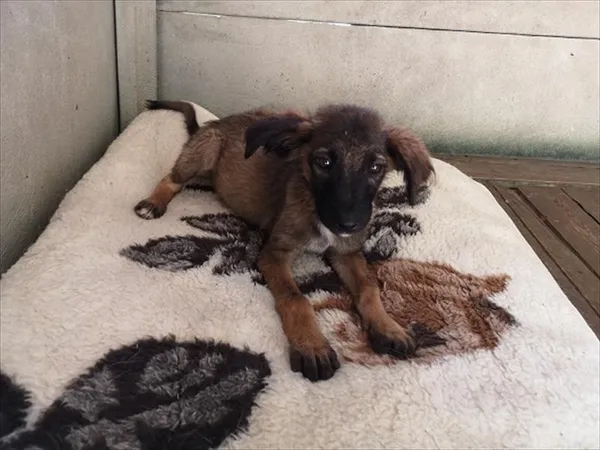 Znaleziono psa, Choszczno, 13 kwietnia 2026