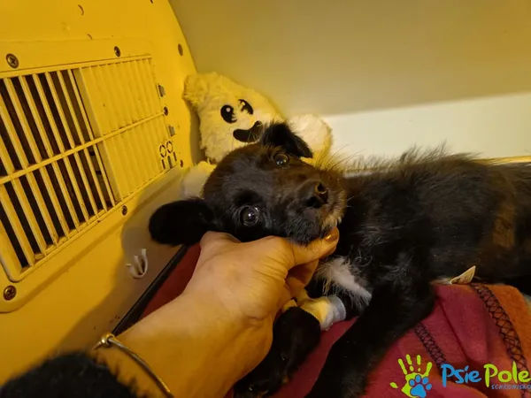 Znaleziono psa, Racławice, 11 kwietnia 2026 (2/3)