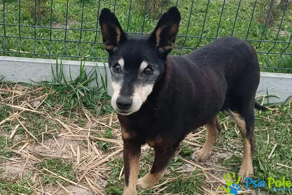 Znaleziono psa, Racławice, 10 kwietnia 2026 (1/4)