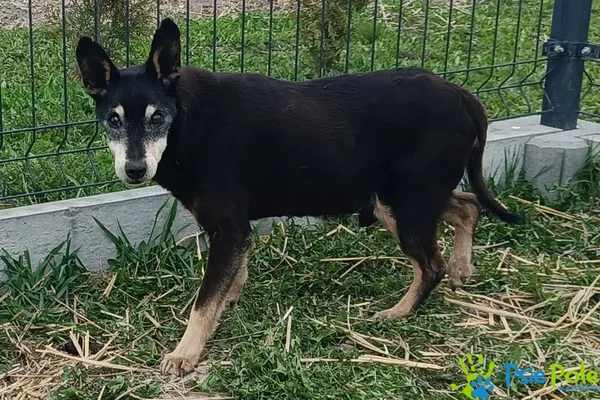 Znaleziono psa, Racławice, 10 kwietnia 2026 (3/4)