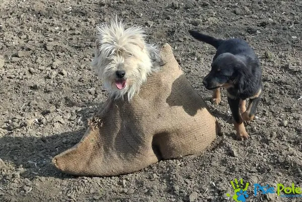 Znaleziono psa, Racławice, 10 kwietnia 2026 (1/5)