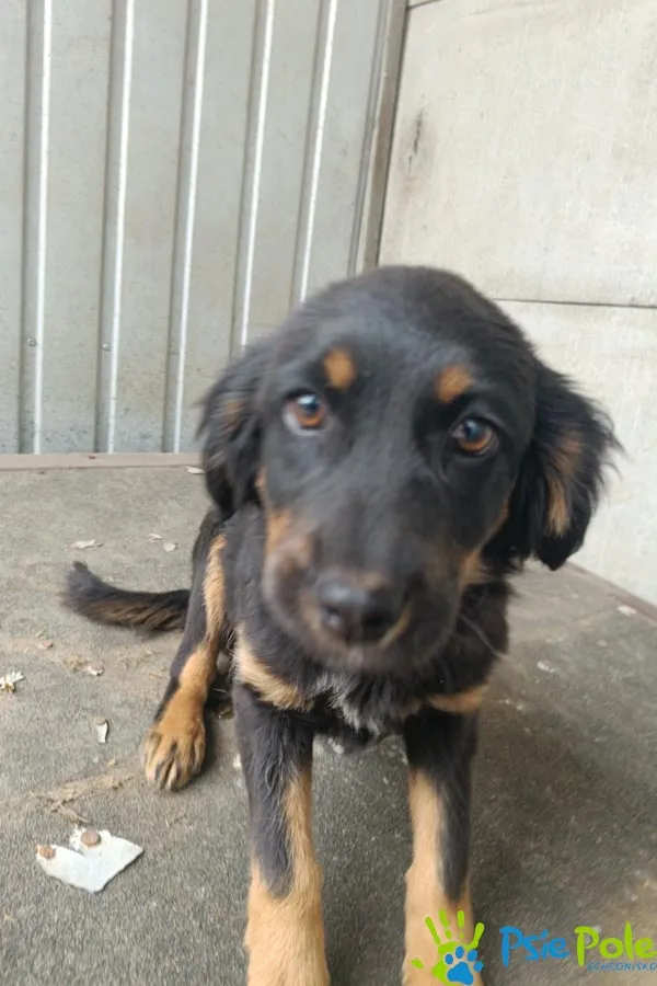 Znaleziono psa, Racławice, 10 kwietnia 2026 (2/5)