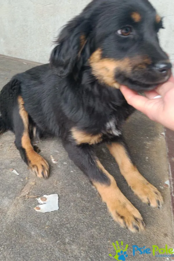 Znaleziono psa, Racławice, 10 kwietnia 2026 (4/5)