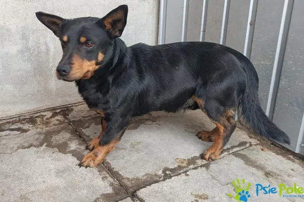 Znaleziono psa, Racławice, 8 kwietnia 2026 (1/2)