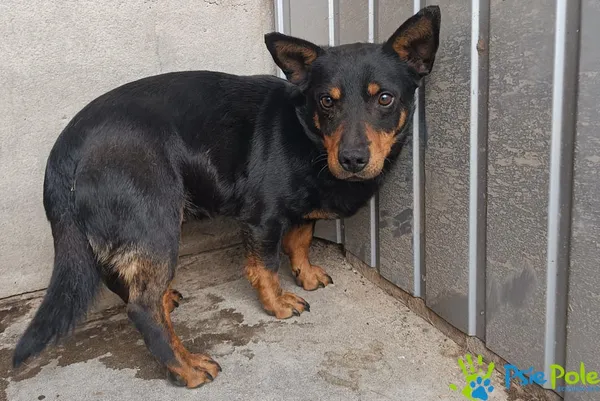 Znaleziono psa, Racławice, 8 kwietnia 2026 (2/2)