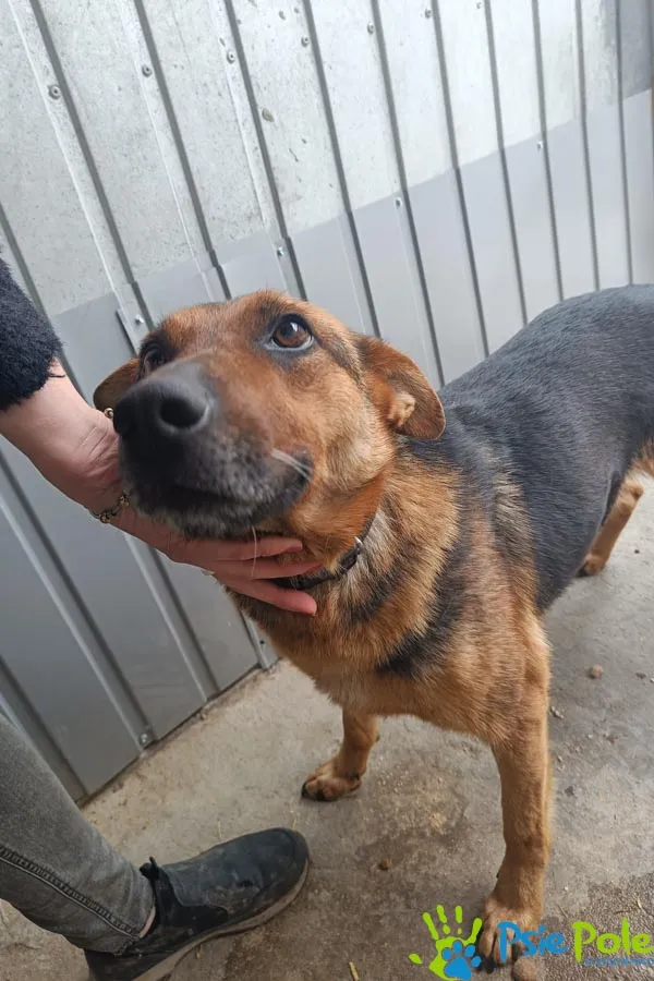 Znaleziono psa, Racławice, 8 kwietnia 2026 (1/2)