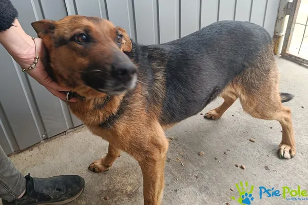 Znaleziono psa, Racławice, 8 kwietnia 2026 (2/2)