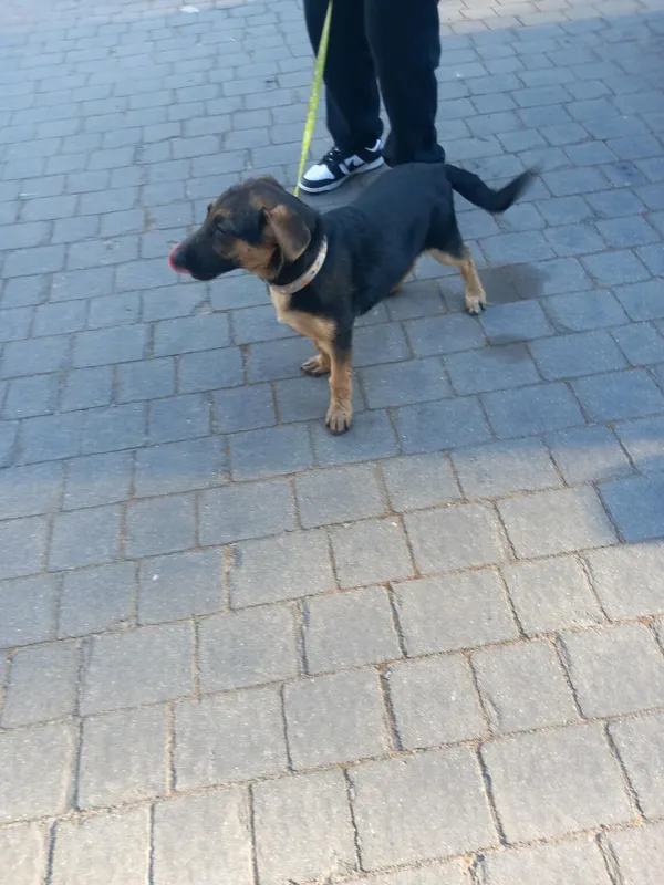 Pies do adopcji, Ciosny, 11 kwietnia 2026