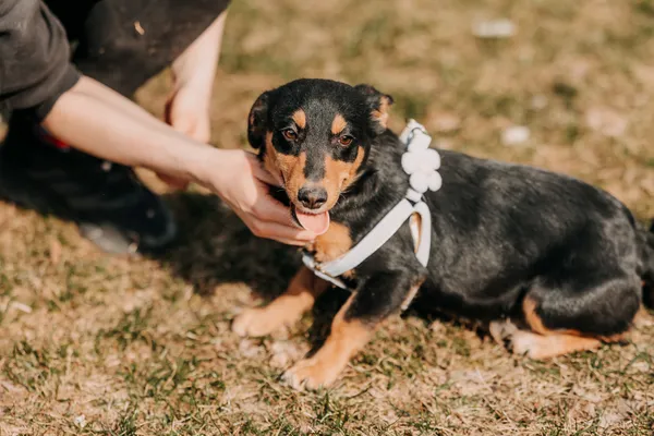 Pies do adopcji, Czartki, 13 kwietnia 2026 (1/5)