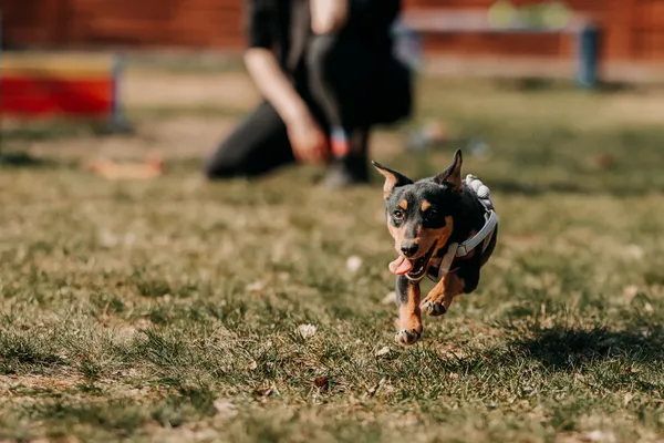 Pies do adopcji, Czartki, 13 kwietnia 2026 (2/5)