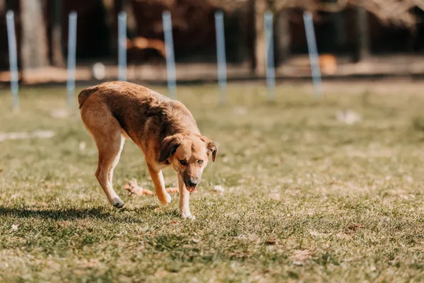 Pies do adopcji, Czartki, 13 kwietnia 2026 (1/5)