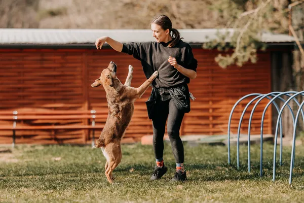 Pies do adopcji, Czartki, 13 kwietnia 2026 (3/5)