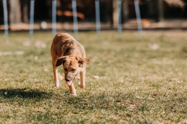 Pies do adopcji, Czartki, 13 kwietnia 2026 (5/5)