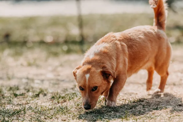 Pies do adopcji, Czartki, 13 kwietnia 2026 (1/5)