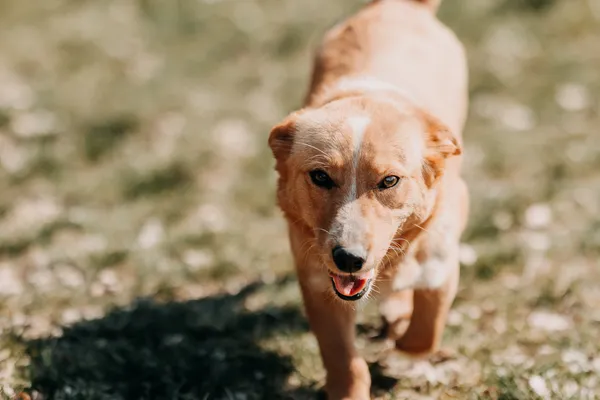 Pies do adopcji, Czartki, 13 kwietnia 2026 (2/5)