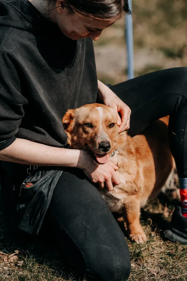 Pies do adopcji, Czartki, 13 kwietnia 2026 (3/5)