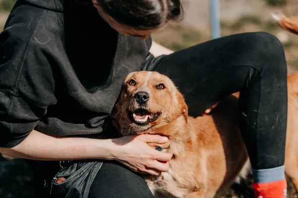 Pies do adopcji, Czartki, 13 kwietnia 2026 (4/5)