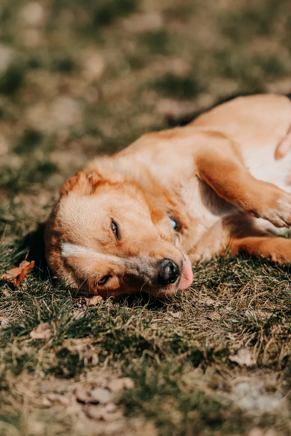 Pies do adopcji, Czartki, 13 kwietnia 2026 (5/5)