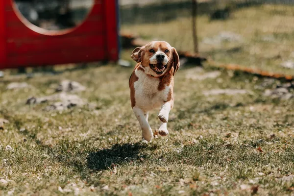 Pies do adopcji, Czartki, 13 kwietnia 2026 (1/5)