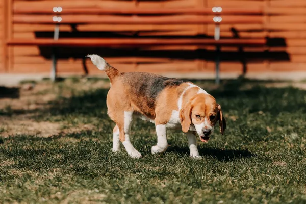 Pies do adopcji, Czartki, 13 kwietnia 2026 (2/5)