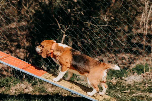 Pies do adopcji, Czartki, 13 kwietnia 2026 (3/5)