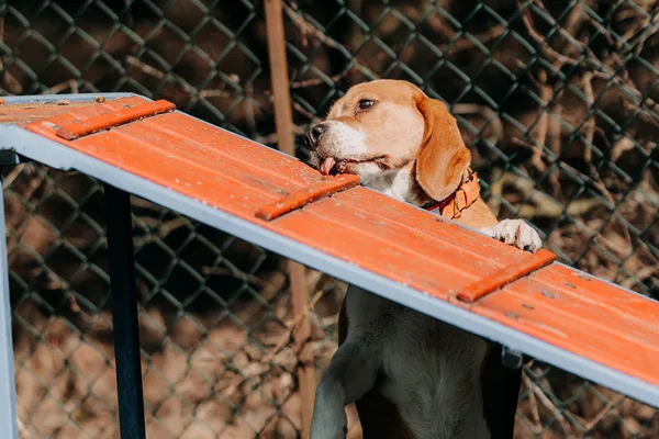 Pies do adopcji, Czartki, 13 kwietnia 2026 (4/5)