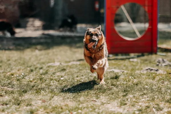 Pies do adopcji, Czartki, 13 kwietnia 2026 (3/5)