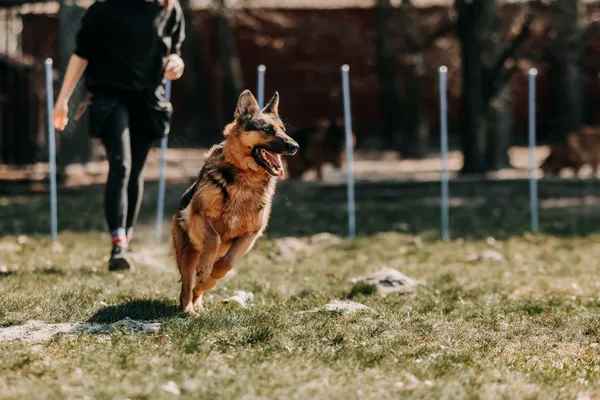 Pies do adopcji, Czartki, 13 kwietnia 2026 (4/5)