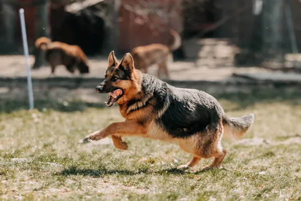 Pies do adopcji, Czartki, 13 kwietnia 2026 (5/5)