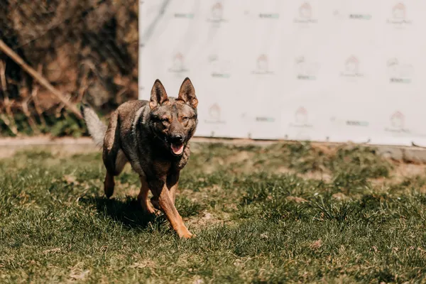 Pies do adopcji, Czartki, 13 kwietnia 2026 (1/5)