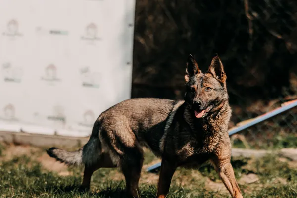 Pies do adopcji, Czartki, 13 kwietnia 2026 (2/5)