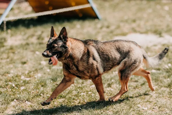 Pies do adopcji, Czartki, 13 kwietnia 2026 (3/5)