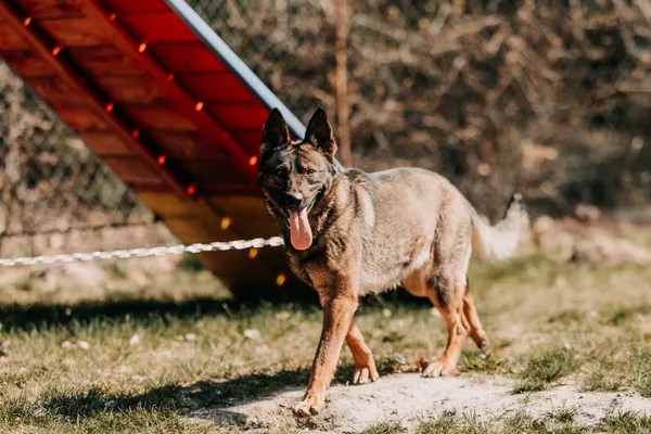 Pies do adopcji, Czartki, 13 kwietnia 2026 (5/5)