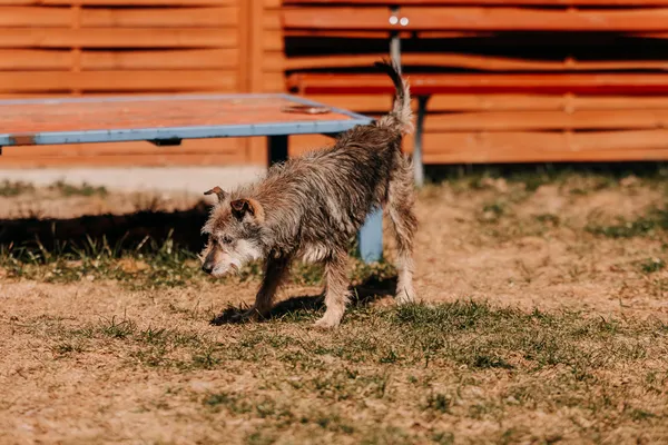 Pies do adopcji, Czartki, 13 kwietnia 2026 (1/3)