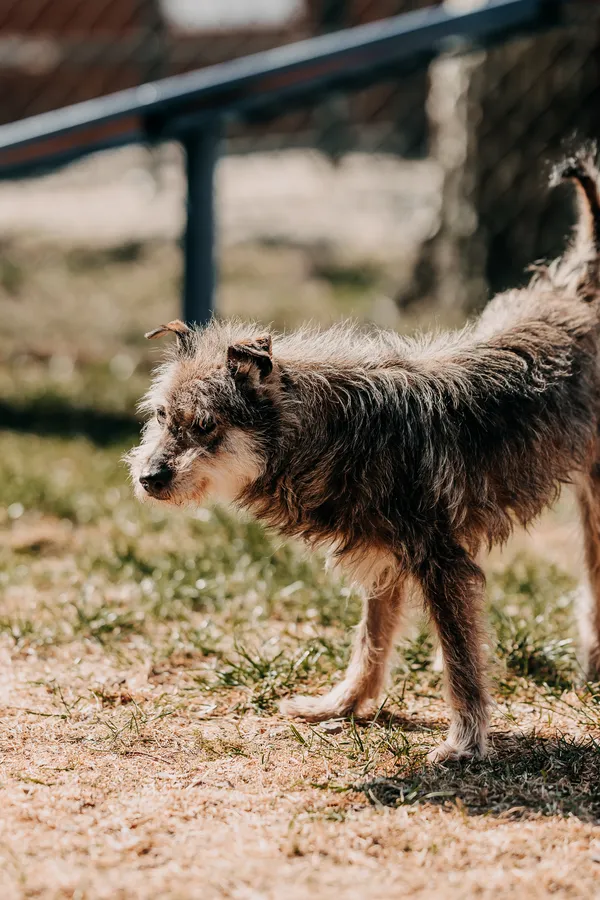 Pies do adopcji, Czartki, 13 kwietnia 2026 (2/3)