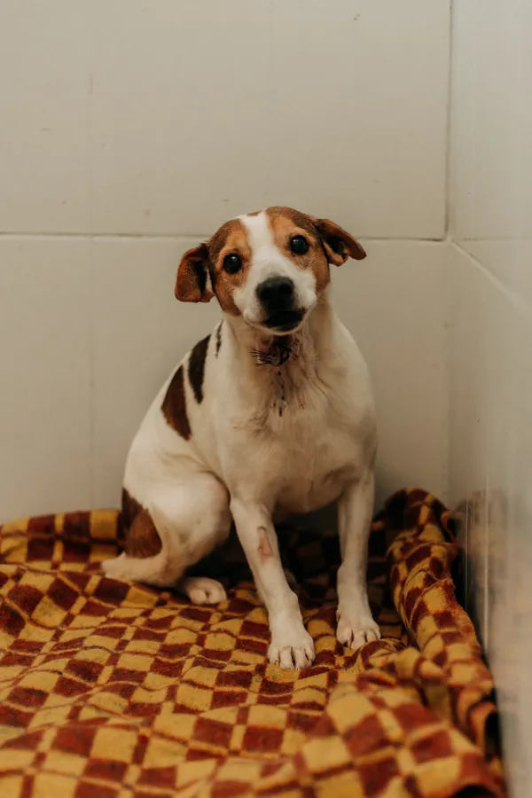 Pies do adopcji, Czartki, 13 kwietnia 2026 (1/2)