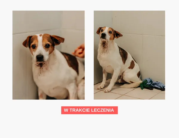 Pies do adopcji, Czartki, 13 kwietnia 2026 (2/2)