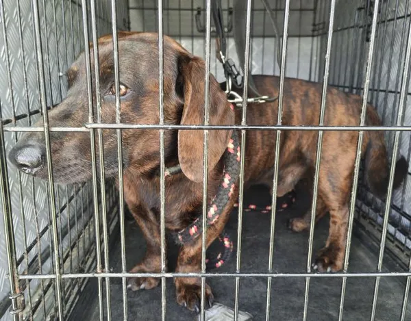 Znaleziono psa, Radom, 12 kwietnia 2026