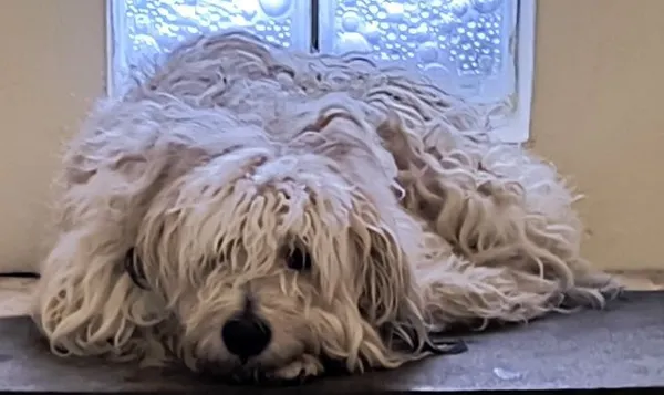 Znaleziono psa, Radom, 11 kwietnia 2026