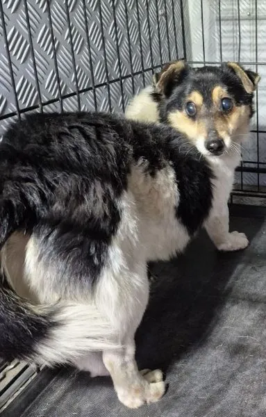 Znaleziono psa, Radom, 11 kwietnia 2026