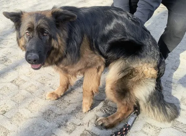 Znaleziono psa, Radom, 11 kwietnia 2026