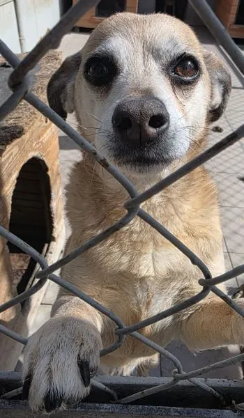 Znaleziono psa, Radom, 10 kwietnia 2026