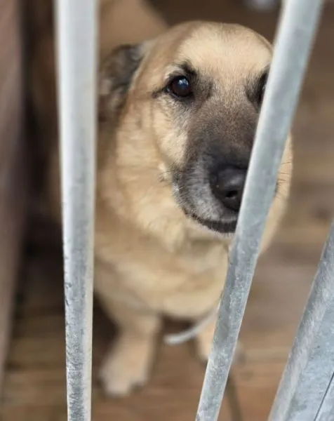 Znaleziono psa, Radom, 7 kwietnia 2026