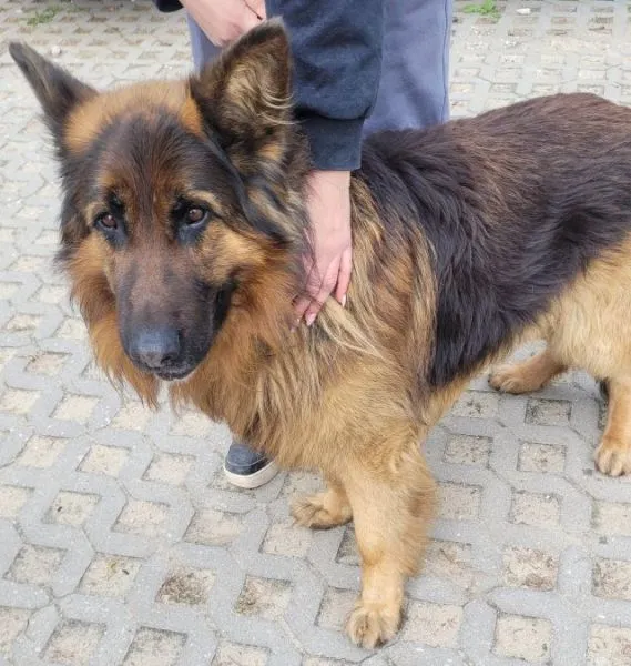 Znaleziono psa, Radom, 7 kwietnia 2026