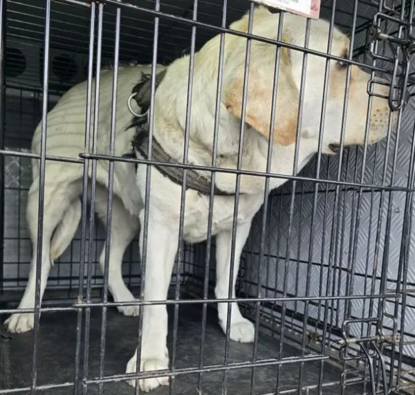 Znaleziono psa, Radom, 6 kwietnia 2026