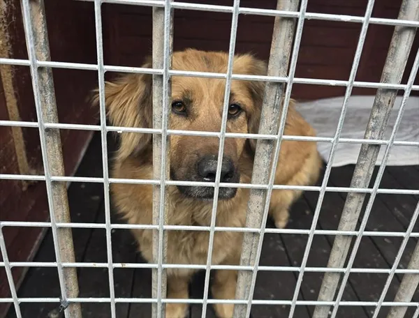 Pies do adopcji, Gorzów Wielkopolski, 12 kwietnia 2026