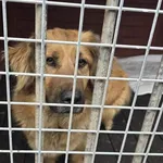 Pies do adopcji
