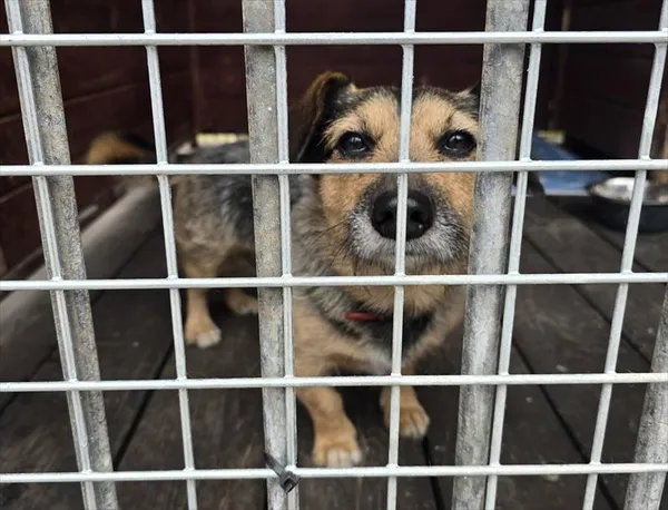 Pies do adopcji, Gorzów Wielkopolski, 11 kwietnia 2026